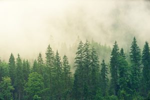 nature wallpaper, forest, trees-3622519.jpg